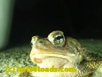 /home//u458753944/public_html/sourcegallery//Roxborough Toad Detour/2013-2019/2017/P3250656.JPG